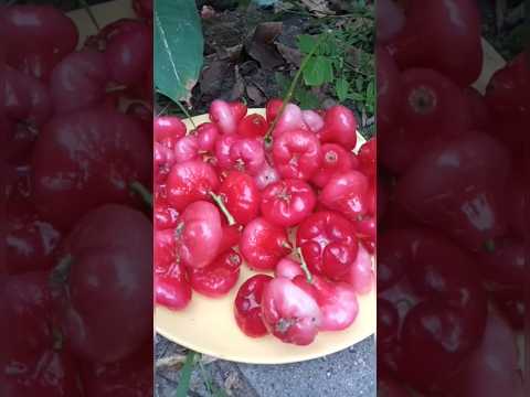 Rose apple l Chambakka