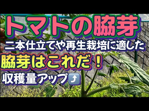 【家庭菜園でトマト栽培Part2】脇芽対策ひとつの苗から収穫量を何倍にもする方法