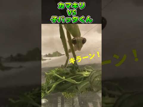 はらぺこカマキリちゃん！！！ #虫取り #昆虫 #カマキリ#insects #shorts