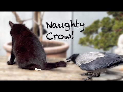 Naughty Crows: Teasing Cats (& Geese) :-) (Story 54)