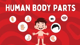 Human Body parts| Human body parts name with pictures| Vocabulary for kids| Learn English for kids|