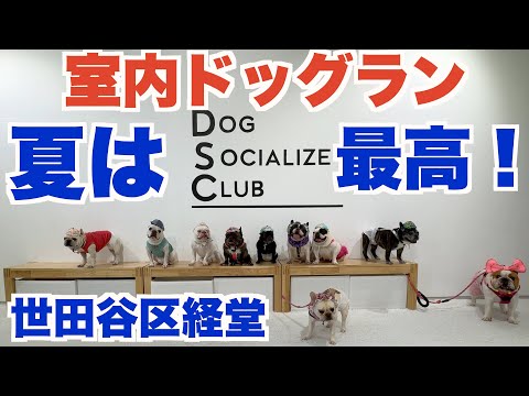 夏は室内ドッグランが最高！我が家の可愛いフレンチブルドッグ 【 フレンチブルドッグ french_bulldog 】 DOG SOCIALIZE CLUB