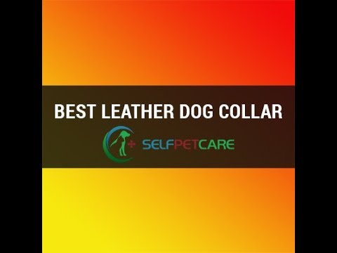 Moonpet Soft Padded Real Leather Dog Collar