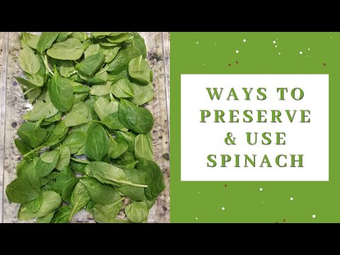 How to preserve spinach without blanching - 3 easy ways