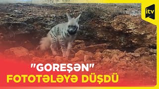 Zolaqlı kaftar fototələ ilə görüntüləndi | Türkiyə