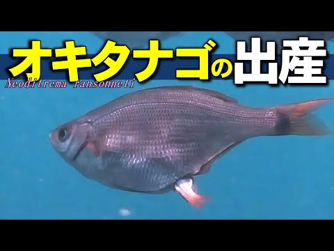 Fish birth / Neoditrema ransonneti