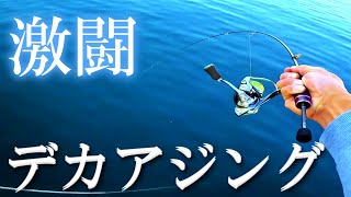 【アジング】激闘のデカアジ❕嘘だろっ⁉️湾内衝撃のサイズ❗