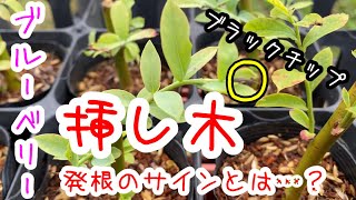 【ブルーベリー】【挿し木】のんのんが教える発根のサインとは…？【避難訓練】