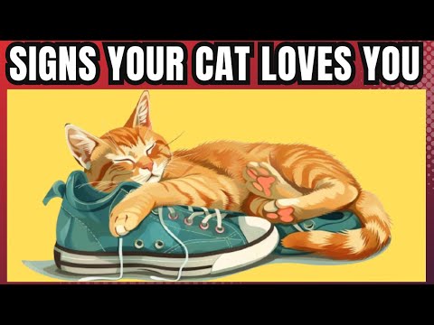 14 Scientific Ways To Know If Your Cat Loves You