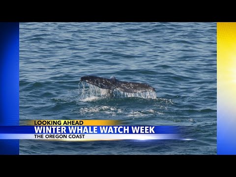 Winter Whale Watch Week begins