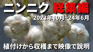 【ニンニク総集編】植付けから収穫までの栽培記録を総集編にしました／中間地での寒地系のホワイト六片栽培の参考にしてください－Vol.261（2023.10~24.06）