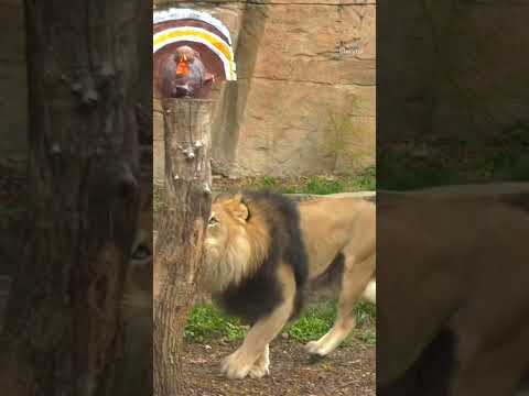 Animals at Chicago's Brookfield Zoo kicked off the holiday season with Thanksgiving treats and toys