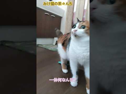 何かを警戒する猫　#cute #三毛猫#cat