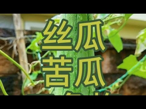 种花种菜，丝瓜，苦瓜，三角梅，大红花。田园生活。Plant flowers and vegetables, loofah, bitter gourd. country lifestyle.