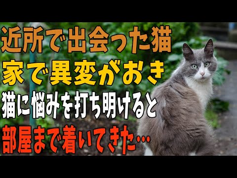 【猫の不思議な話】私は事故物件に住んでいる。けれど、住んでみて別にどうという問題は起きていない。そんなある日、近所の空き地でとある猫とで会い、可愛がるようになると…→家で異変が起き始めた【朗読】