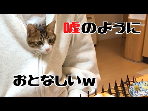 子猫が飼い主のご飯を奪うのでお仕置きしました