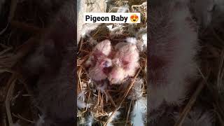 Pigeon Baby 😍 #youtubeshorts #pigeon #shorts #pigeonbaby