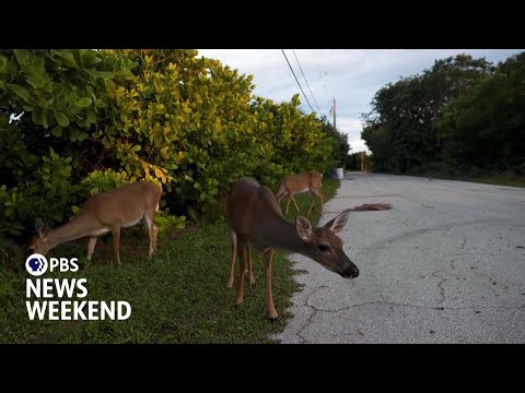 Conservation groups try to save tiny deer in the Florida Keys from a warming planet