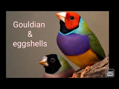 Gouldian finch absolutely love eggshells !