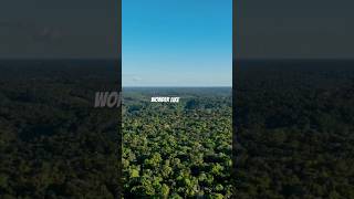 "Amazon Rainforest: The Lungs of Our Planet in Danger!"Discover the Amazon Rainforest: Earth's Lungs