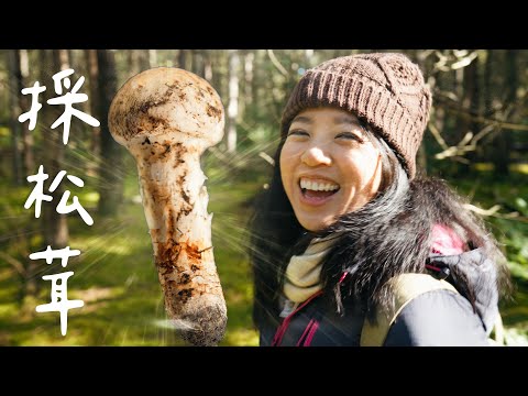 Foraging top-grade Matsutake mushrooms worth 10,000 yen each, just randomly found by the roadside?!