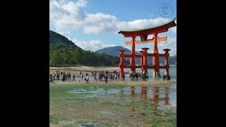 宮島 嚴島神社 大鳥居 世界文化遺產 Japan 🇯🇵 ltsukushima Shrine Miyajima Hiroshima【冷老爹與火星女】#Shorts