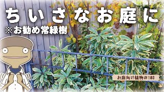 【美しい常緑樹】管理が楽でコンパクトに維持しやすいカラーリーフ｜斑入り姫ユズリハの特徴と育て方