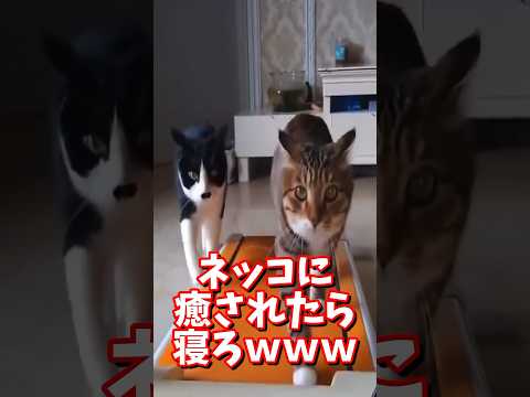 ネッコの動画で癒されたら寝ろｗｗｗ　#2ch #2ch動物スレ #2ch面白いスレ #動物 #犬 #猫 #癒やし #ねこ動画#ねこ