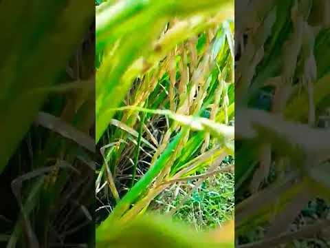 PADDY READY FOR HARVESTING #paddy #harvesting #farmers #trendingshorts #viralvideo #youtubeshorts