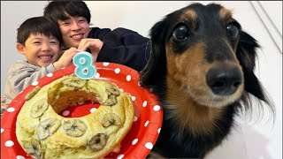 ケーキ食べ放題に大喜びな犬【チートデイ】