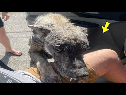 Terribly Neglected Dog Gets Rescued, Reveals His Full Beauty When He Heals And Grows Back His Fur