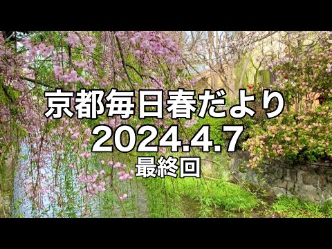 【2024.4.7】京都春の訪れを毎日更新最終回