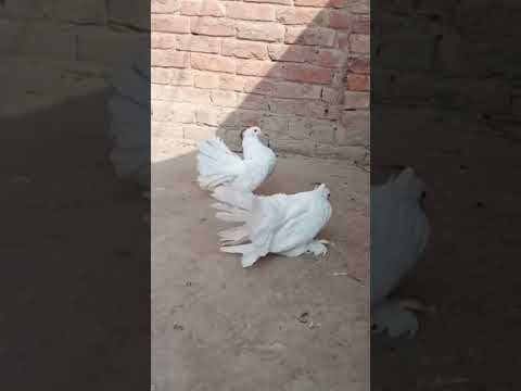 #fancy #laka #kabootar #wirel #youtube #amarcm #pigeon