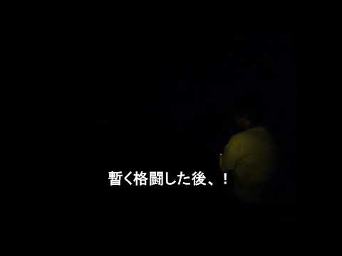 【新島での夜釣りで大きな魚が浮いてくる、！】釣りが代＃29　#shorts