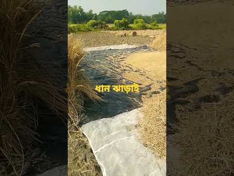 ধান ঝাড়াই😍😘#paddy#videos#shorts#viral#village#nature#youtubevideos