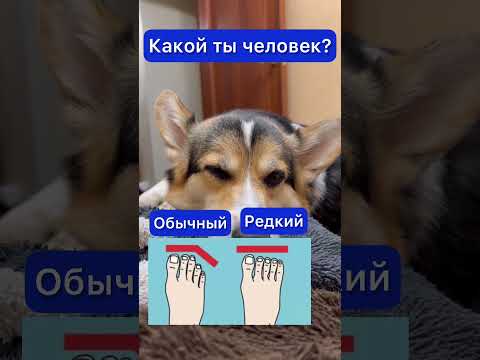 СМЕШНЫЕ ЖИВОТНЫЕ | КАКОЙ ТЫ ЧЕЛОВЕК?