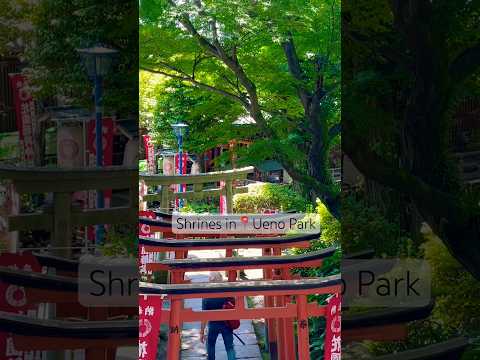 Explore the many Temples & Shrines in Ueno Park