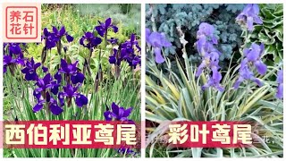 两种漂亮的鸢（音：渊）尾 - 西伯利亚鸢尾Siberian Iris ‘Caesar’s Brother’，彩叶鸢尾Variegated Iris