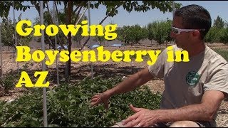 Growing Boysenberry in AZ