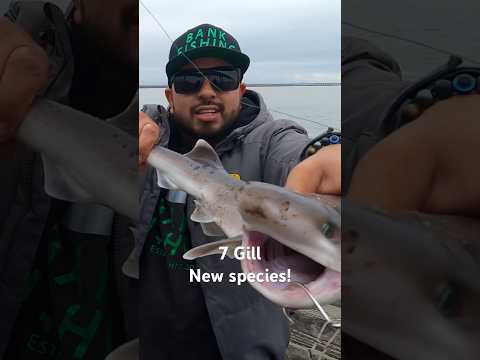 Nice 7 Gill Shark! New Species! #dumbarton #pier #7gill ##shark #bayarea #california #fishing #new