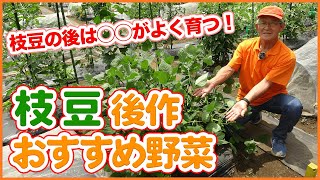 エダマメ収穫が終わったら！後作におすすめの野菜を紹介！家庭菜園で連作障害を気にせず楽しめる野菜とは！？【輪作】