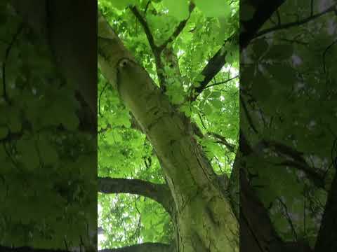 Looking up at the fresh green leaves feeling grateful mindful moment #shorts #mindful