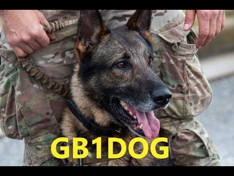 GB1DOG - On Air -HF BANDs - CQ Dog Xray