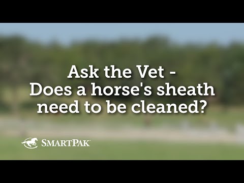 Ask the Vet - Does a horse's sheath need to be cleaned?