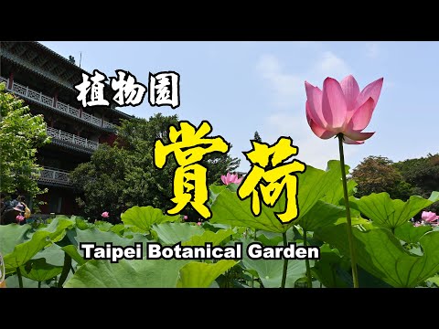 【植物園賞荷花, 清涼一夏】台北國立歷史博物館池畔 夏日看荷花、聽荷語、吹荷風， 宮殿建築搭襯的荷韻  ，美拍繪畫的好題材， 鳥語花香瀰漫的清境.《老鄭旅拍 JoyTravelTaiwan》