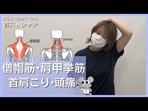 おうちで簡単にできる首ストレッチ（僧帽筋と肩甲挙筋）