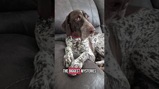 the biggest mysteries German Shorthaired Pointer GSP...🤔😳🐶#new #shorts #ytshorts #viral #viralshorts