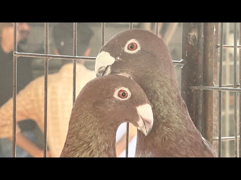 Easiest way to pair pigeons || কবুতর জোড়া দেওয়ার সহজ ও সঠিক উপায়