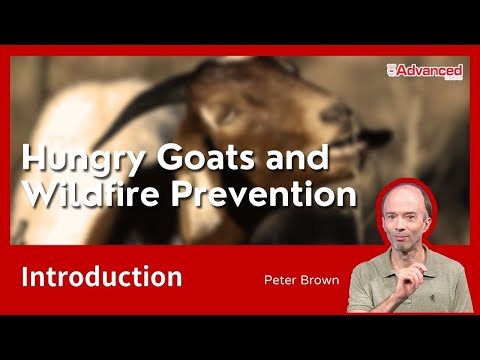 飢餓的山羊與野火防治 Hungry Goats and Wildfire Prevention