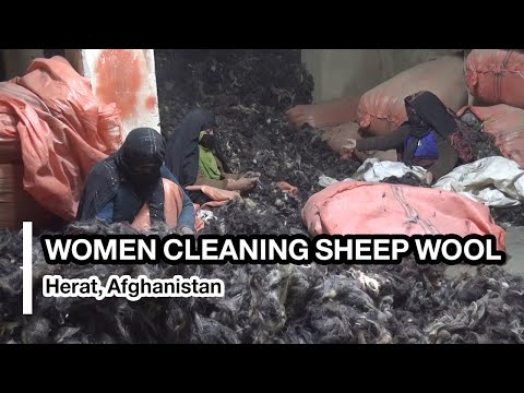 Nearly 15,000 women clean sheep wool in Herat | حدود ۱۵هزار زن درهرات مصروف پاک‌کردن پشم گوسفند اند